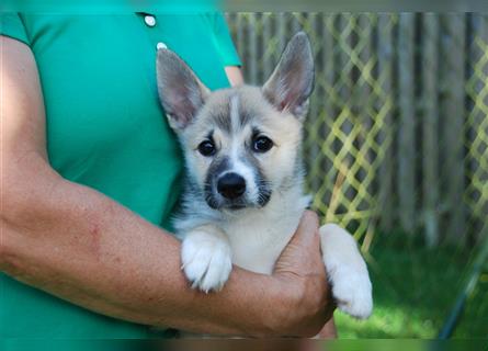 Norwegischer Buhund Welpen