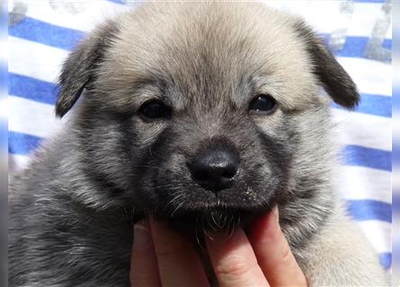 Norwegischer Buhund Welpen