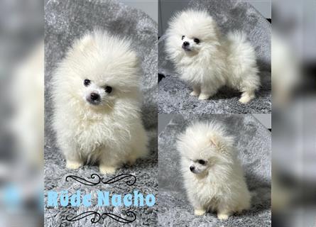 Pomeranian Zwergspitz Boo Typ