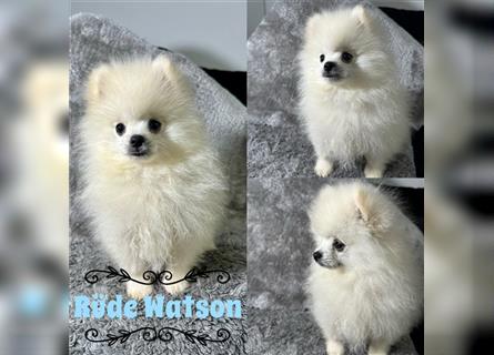 Pomeranian Zwergspitz Boo Typ