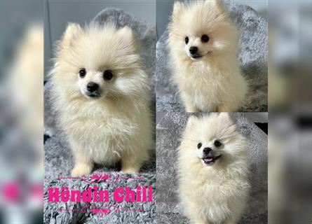 Pomeranian Zwergspitz Boo Typ