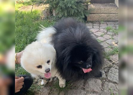 Pomeranian Zwergspitz Boo Typ