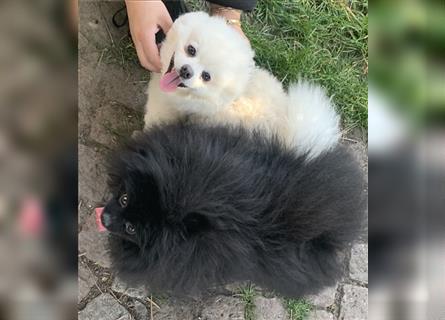 Pomeranian Zwergspitz Boo Typ