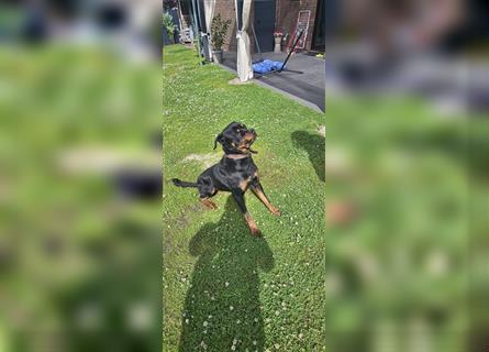 Deckrüde Rottweiler Kerngesund   Kein Verkauf