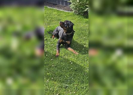 Deckrüde Rottweiler Kerngesund   Kein Verkauf