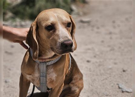 Rocky-  sein Traum: Liebe und Geborgenheit