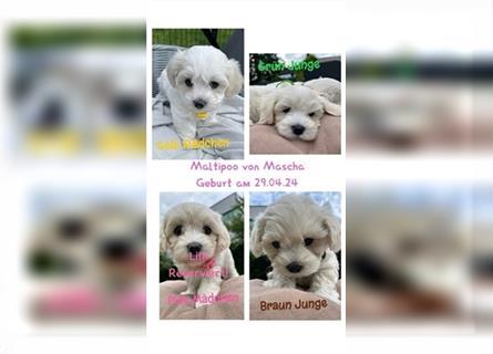 Maltipoo Welpen