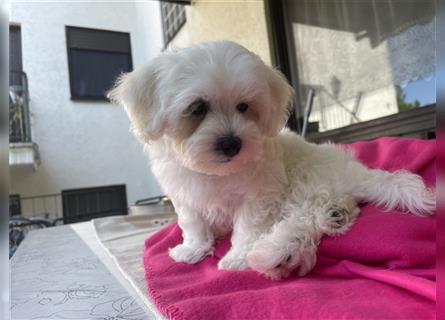 Maltipoo Welpen