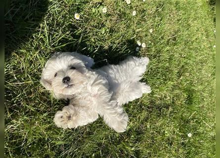 Maltipoo Welpen