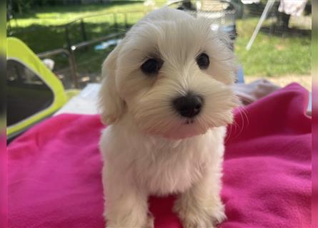 Maltipoo Welpen