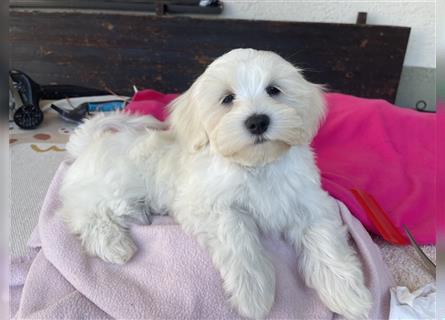 Maltipoo Welpen