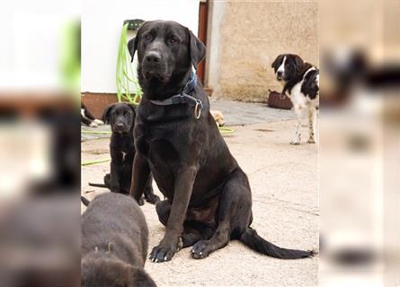 Labrador x Herdenschutzhund