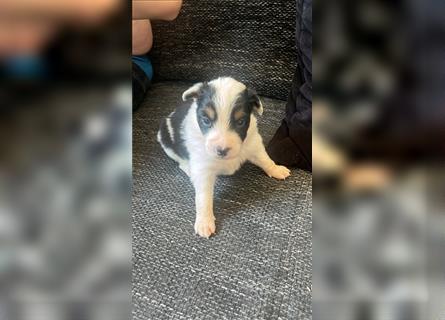 Australian Shepherd Babys suchen