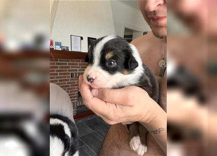 Australian Shepherd Babys suchen