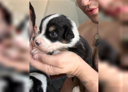 Australian Shepherd Babys suchen