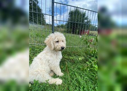 Schöne Labradoodle Welpen aus seriöser Zucht