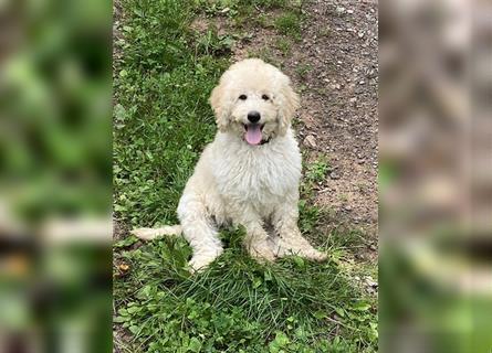 Schöne Labradoodle Welpen aus seriöser Zucht