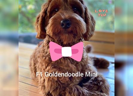 Traumhafte echte Mini und Toy Goldendoodles aus der 1. Zucht Deutschlands!