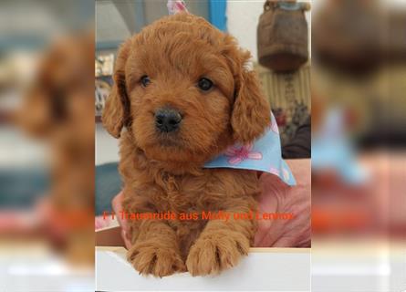 Traumhafte echte Mini und Toy Goldendoodles aus der 1. Zucht Deutschlands!