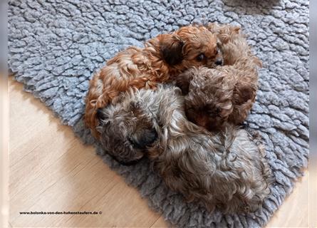 Bolonka Zwetna Welpen von der reinrassigen Hundezucht von den Hohenstaufern, Raum Göppingen