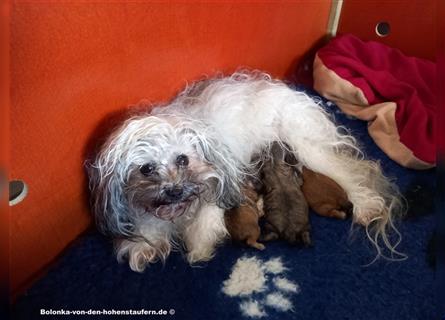 Bolonka Zwetna Welpen von der reinrassigen Hundezucht von den Hohenstaufern, Raum Göppingen