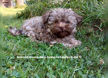 Bolonka Zwetna Welpen von der reinrassigen Hundezucht von den Hohenstaufern, Raum Göppingen