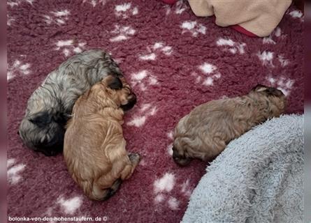 Bolonka Zwetna Welpen von der reinrassigen Hundezucht von den Hohenstaufern, Raum Göppingen