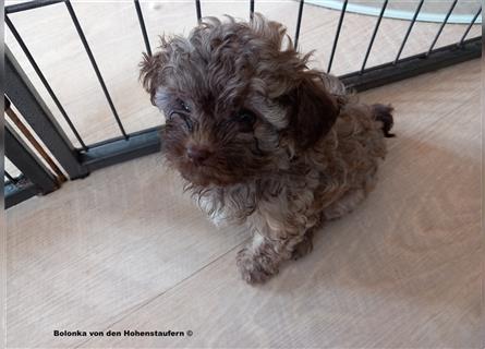 Bolonka Zwetna Welpen von der reinrassigen Hundezucht von den Hohenstaufern, Raum Göppingen