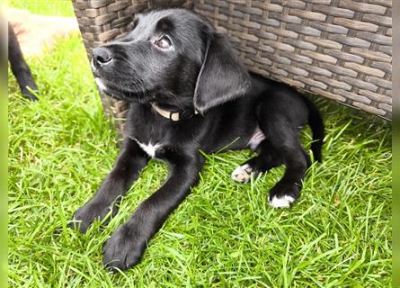 Labrador / Schweizer Sennenhund Welpen