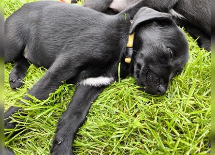 Labrador / Schweizer Sennenhund Welpen