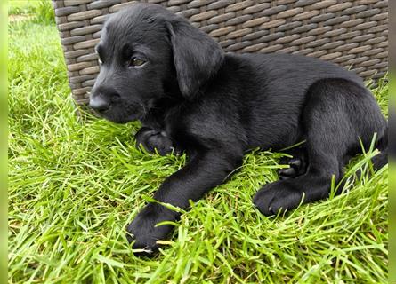 Labrador / Schweizer Sennenhund Welpen