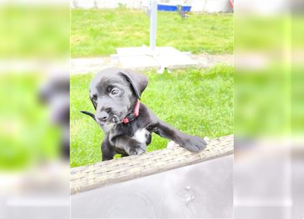 Labrador / Schweizer Sennenhund Welpen