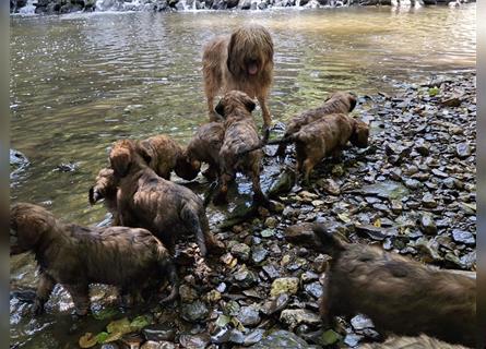 Briard Welpen