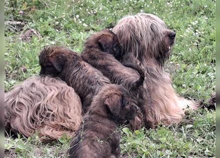 Briard Welpen