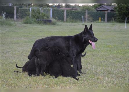 Dt. Schäferhundwelpen aus 100% DDR-Blutlinien m.Pap.