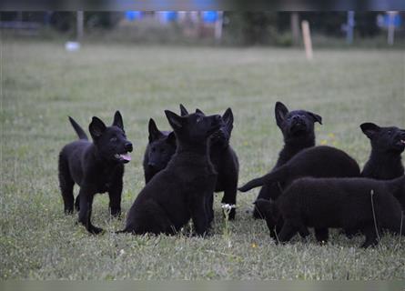 Dt. Schäferhundwelpen aus 100% DDR-Blutlinien m.Pap.