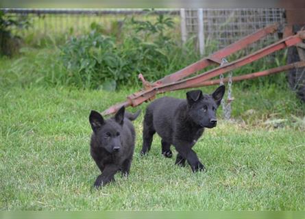 Dt. Schäferhundwelpen aus 100% DDR-Blutlinien m.Pap.