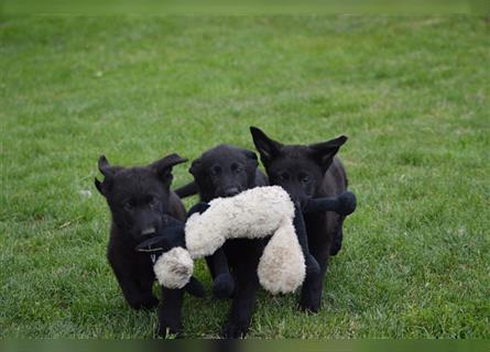 Dt. Schäferhundwelpen aus 100% DDR-Blutlinien m.Pap.