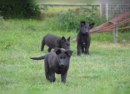 Dt. Schäferhundwelpen aus 100% DDR-Blutlinien m.Pap.