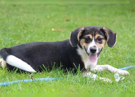 Shiba Inu Beagelmix Hündin