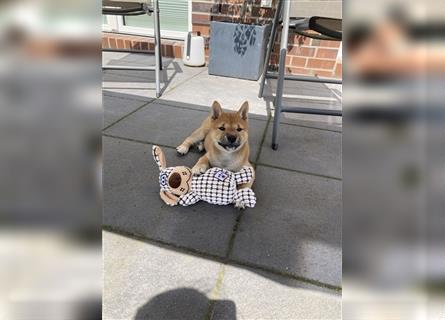 Zuckersüßes Shiba-Inu-Mädchen