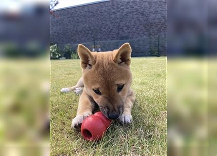 Zuckersüßes Shiba-Inu-Mädchen