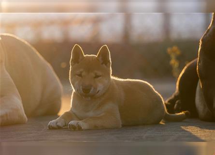 Zuckersüßes Shiba-Inu-Mädchen