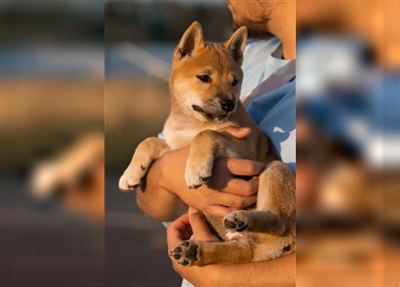 Zuckersüßes Shiba-Inu-Mädchen