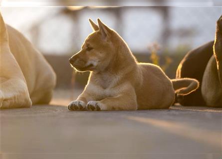 Zuckersüßes Shiba-Inu-Mädchen