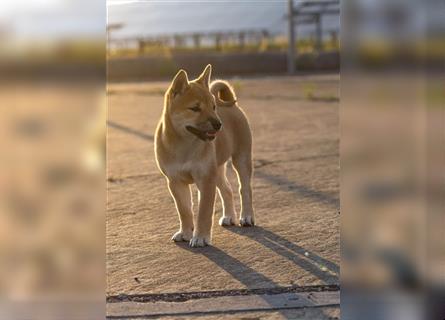 Zuckersüßes Shiba-Inu-Mädchen