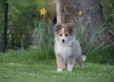 VDH Shelties / Sheltierüde sucht sein zu Hause