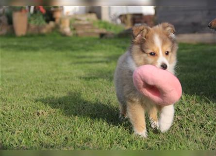 VDH Shelties / Sheltierüde sucht sein zu Hause