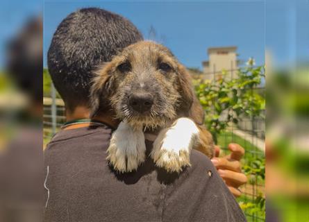 Smokey - bereit für seine eigene Familie