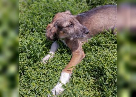 Smokey - bereit für seine eigene Familie